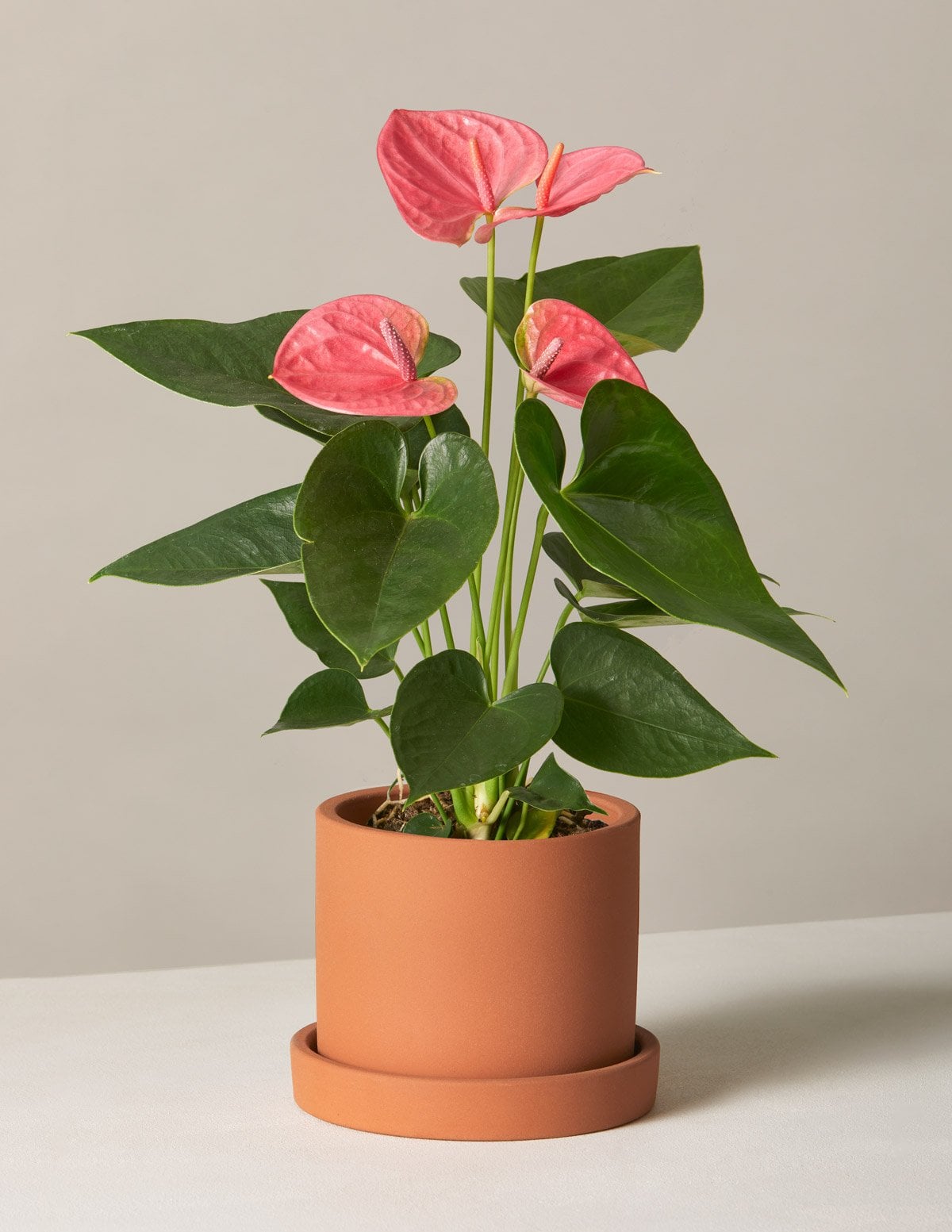 Best Indoor Flower Plants For Beginners