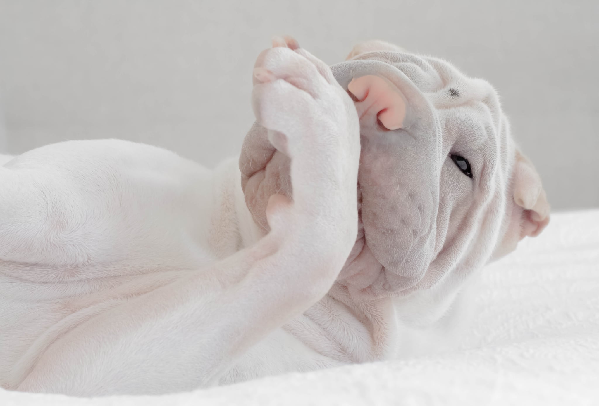 puppies licking paws