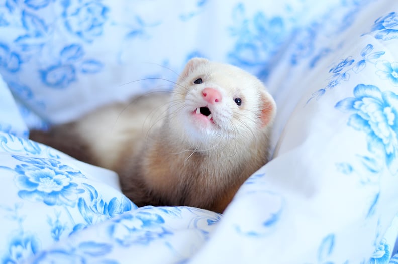 Capricorn (Dec. 22-Jan. 19): Ferret