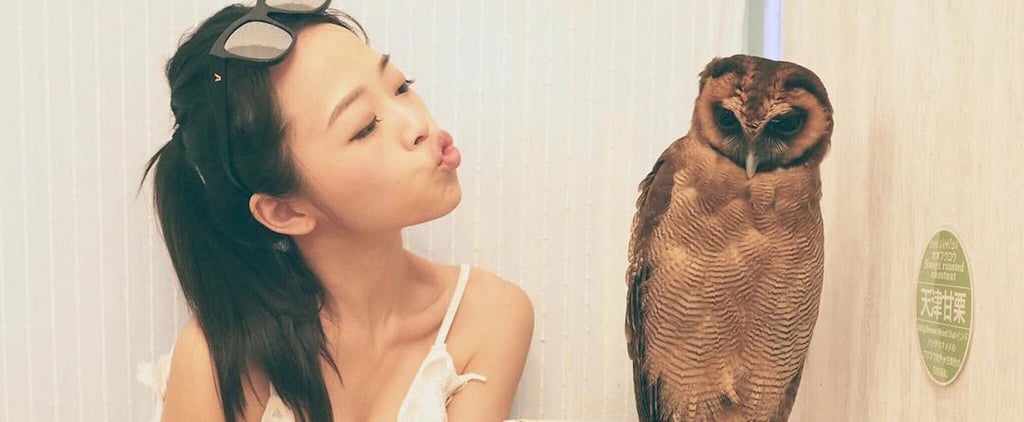 Owl Cafe Japan