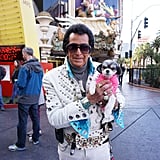 Tinkerbelle the Dog's Trip to Las Vegas | POPSUGAR Pets - 160 x 160 jpeg 11kB