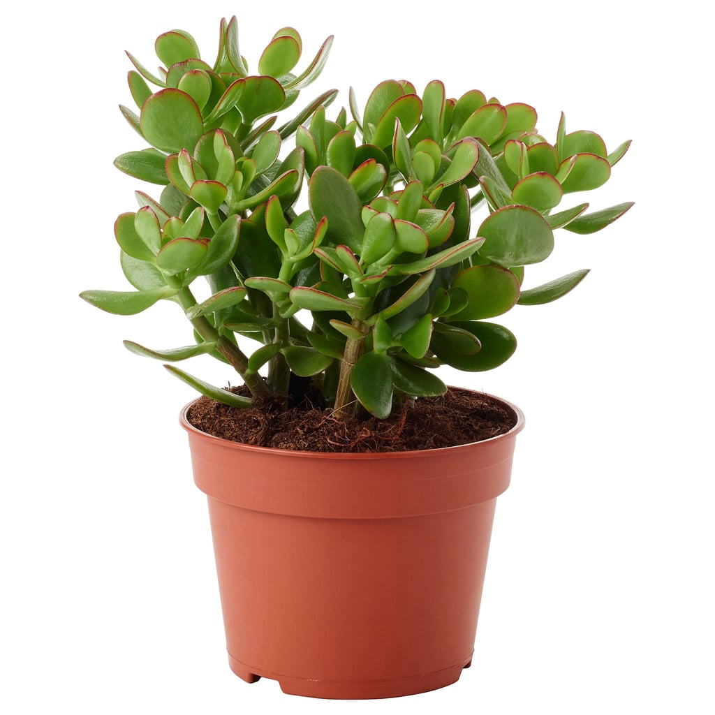 Crassula Potted Plant Ikea Plants And Pots 2019 Popsugar Home