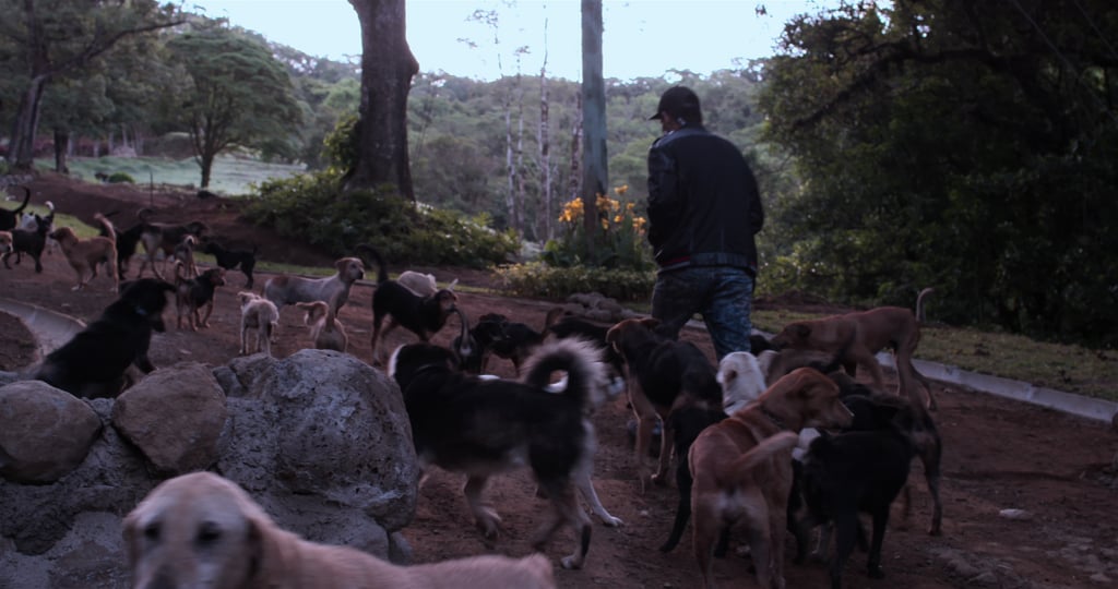 Netflix Dogs Documentary Trailer