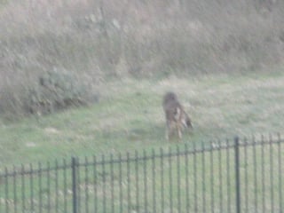 Deer in Texas