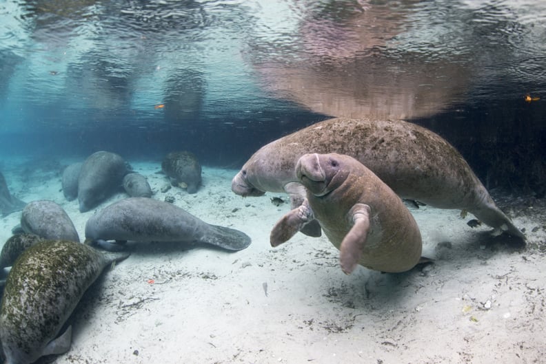 Snorkel With Manatees in Crystal River, Florida