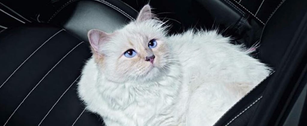 Choupette the Cat's Beauty Secrets