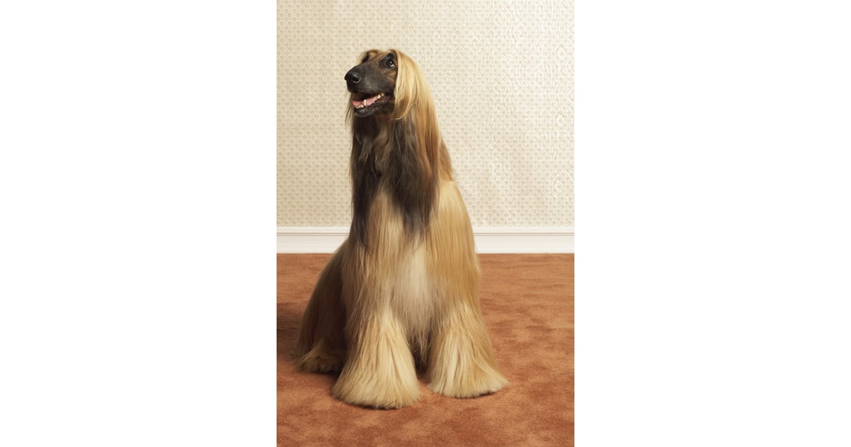 afghan hound dog breeds that don't shed popsugar pets