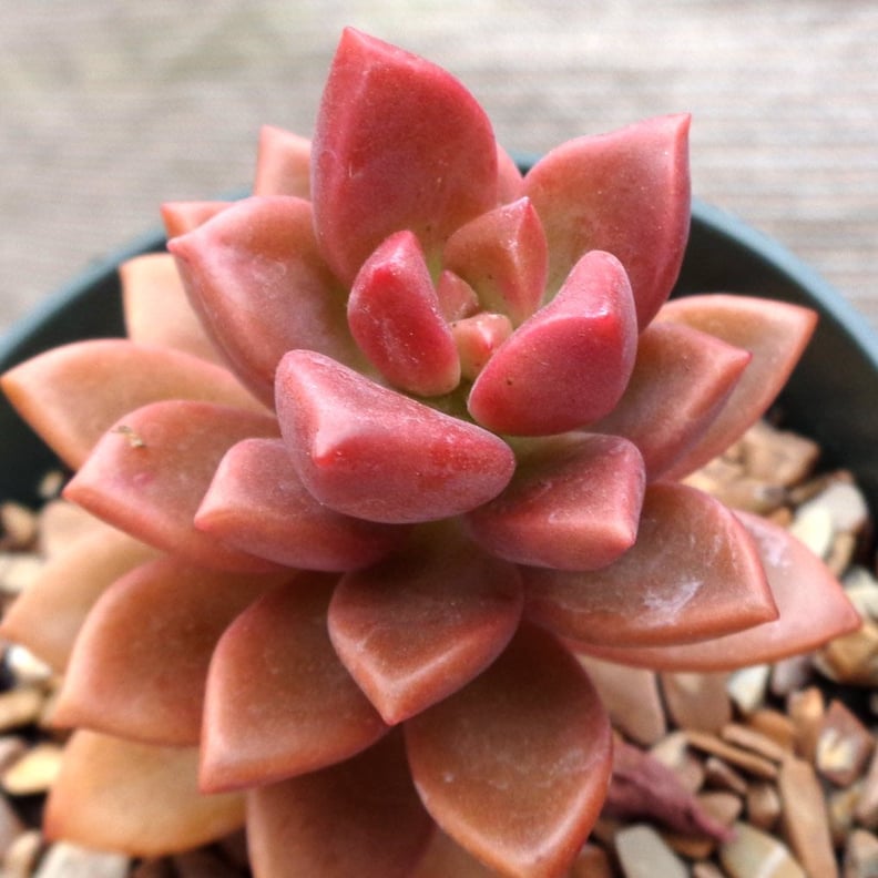 Graptosedum