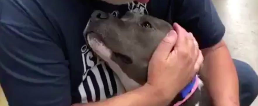 Video of Pit Bull Being Rescued