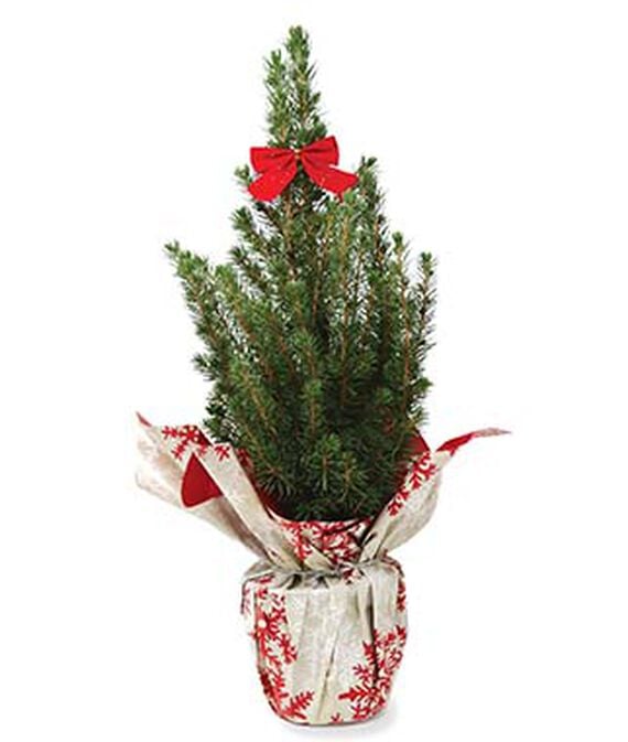 Dwarf Alberta Spruce Tree | Best Live Tabletop Christmas Trees | 2021 ...