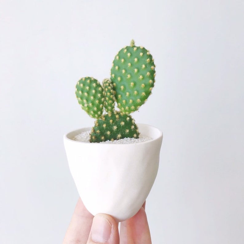 Lupe Cactus Plant and Handmade Ceramic Planter