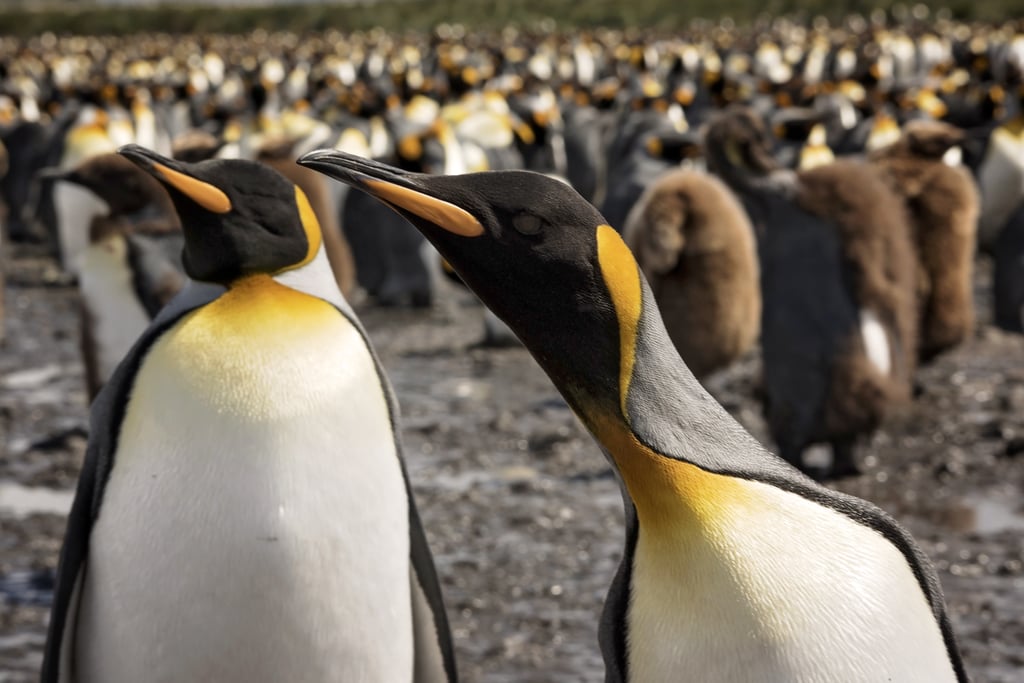 Antarctica King Penguins