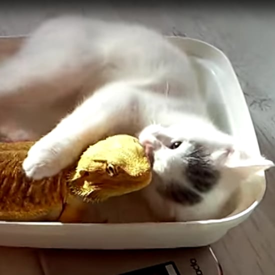 Cat Cuddling Bearded Dragon | Video