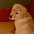 A Golden Retriever Puppy Got Locked Outside His Human's Bedroom, and His "Dear Diary" Take Is Perfect