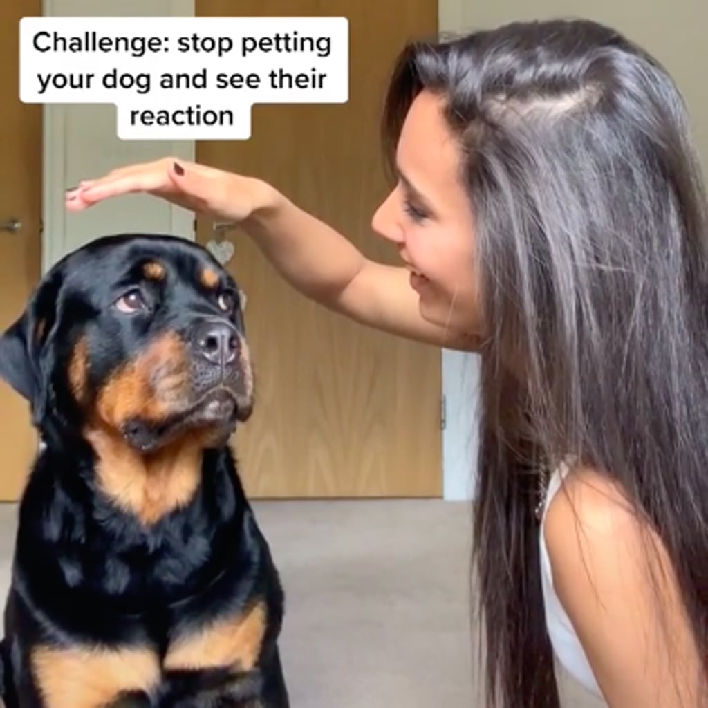 Watch How These Pets React When Their Owners Stop Petting Popsugar Pets