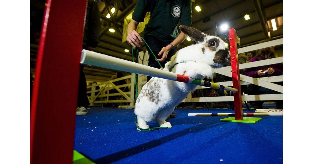 Having A Hopping Good Time Really Cute Animal Pictures