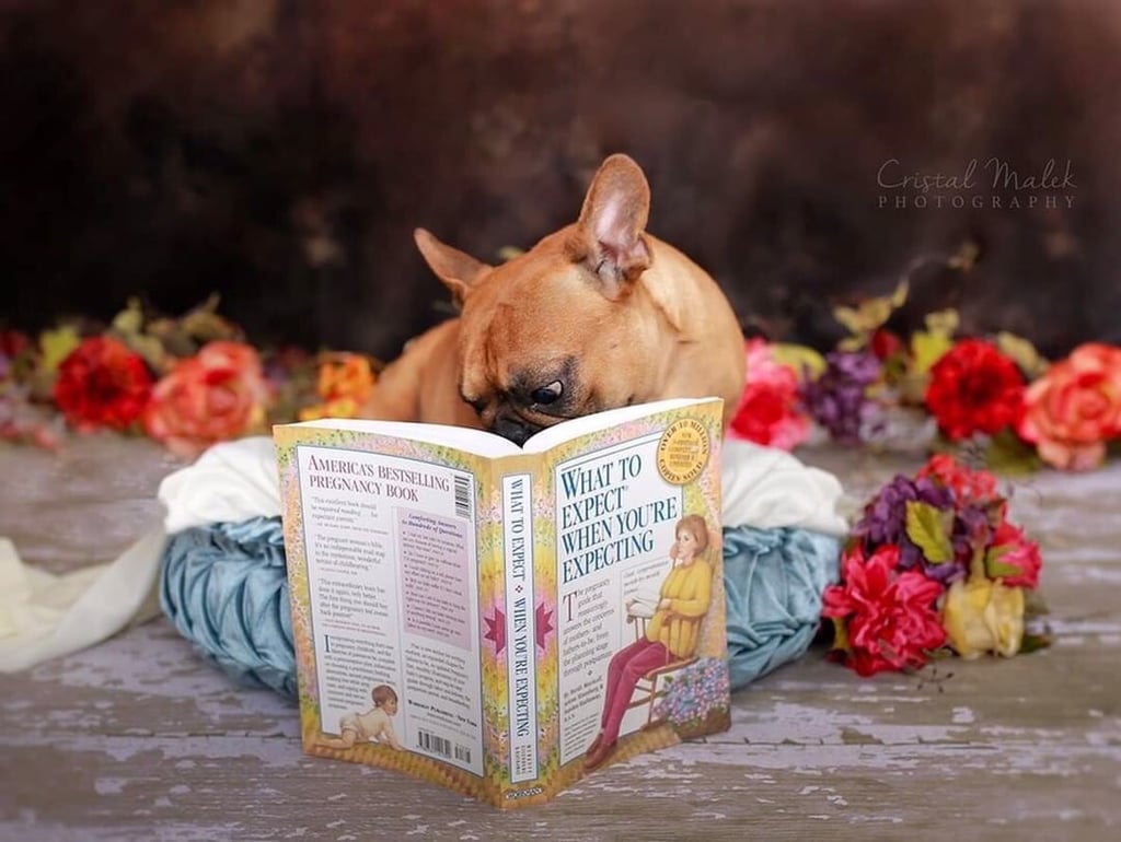 This Photographer Did a Maternity Shoot With French Bulldogs