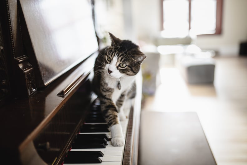 Tabby cat and a piano