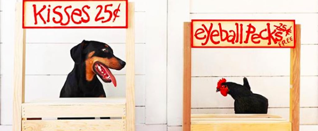 Funny Pic of Dog and Chicken Selling Kisses