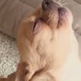 This Singing Puppy Will Make You Wish There Was a Pet Version of The Voice