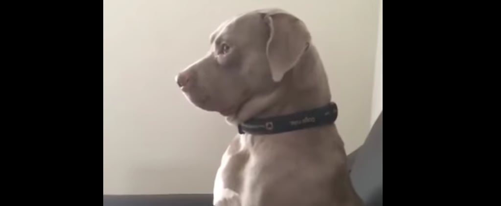 Dog Annoyed While Watching Movie