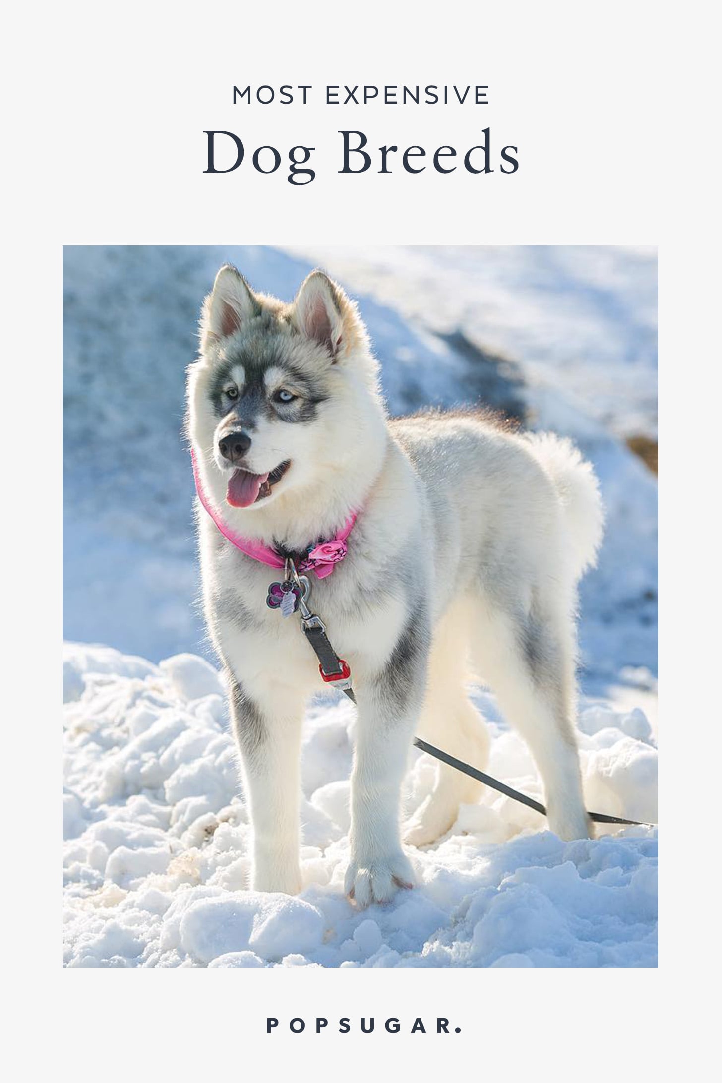 Expensive sales purebred dogs