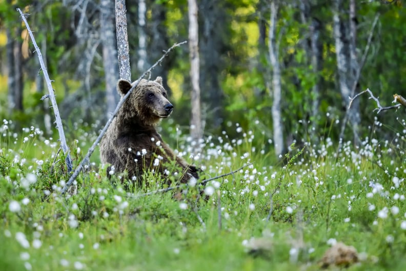 This bear who always takes a moment to reflect.