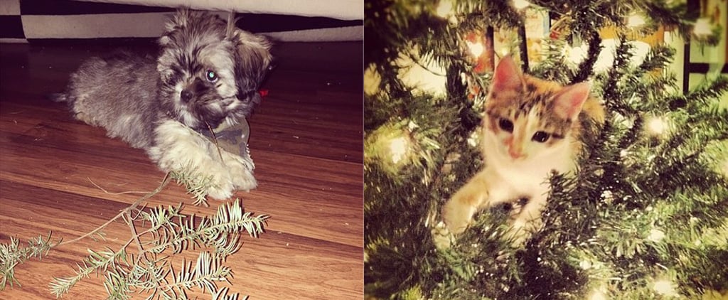 Pets Ruining Christmas Decorations