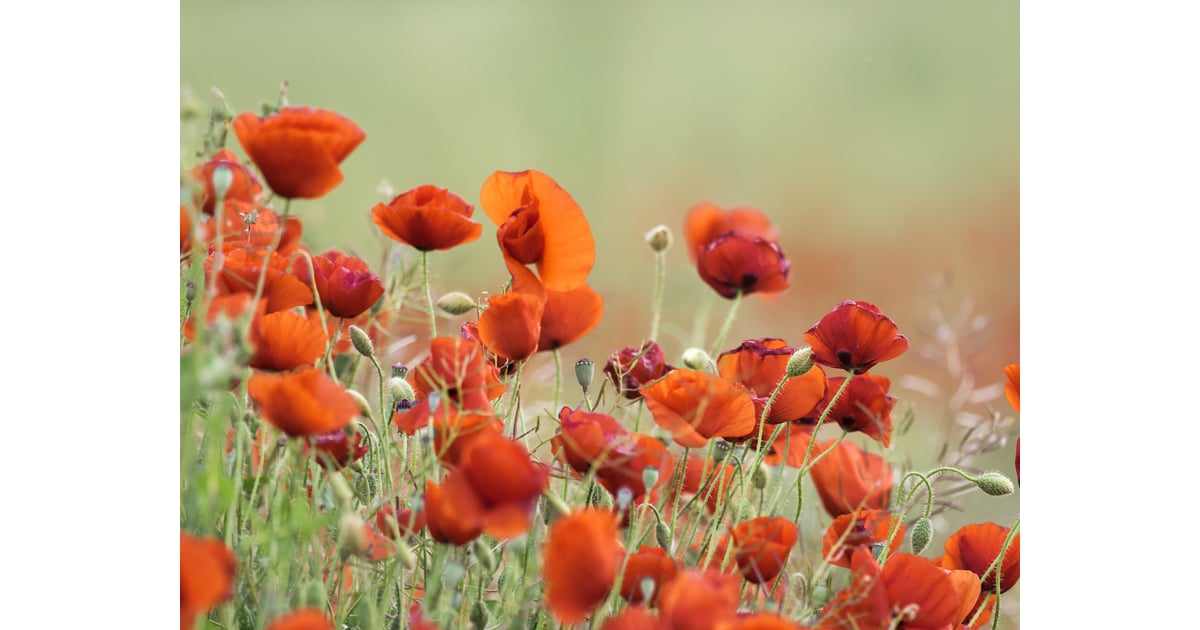 August: Poppy and Gladiolus | What Are Birth Flowers? | POPSUGAR Home