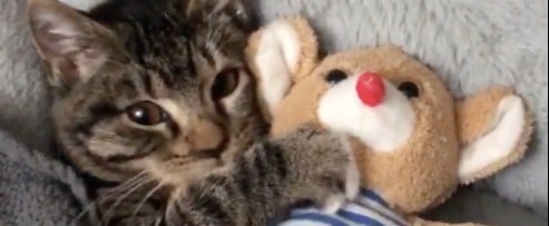 Video of Cat Snuggling Stuffed Animal