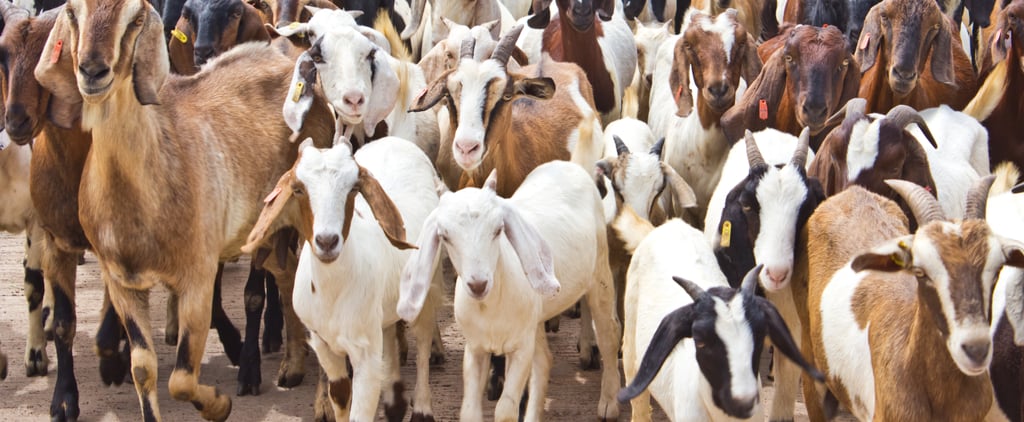 Baby Goats Talk Back | Video