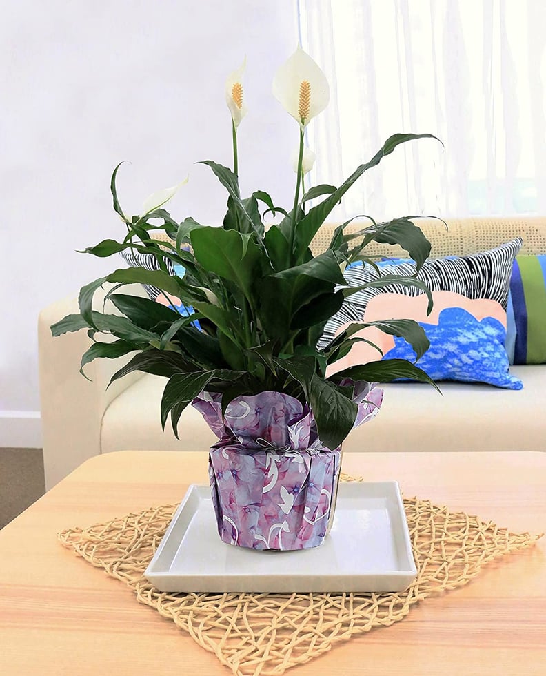 Peace Lily Plant