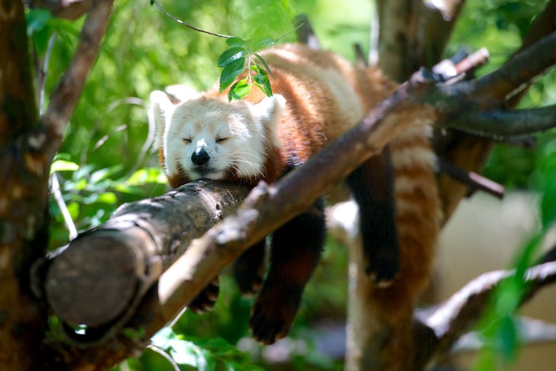 This exotic red panda, who has found a very inconvenient place to lie.
