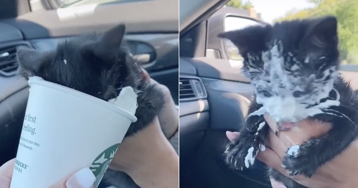 Can kittens have online cream