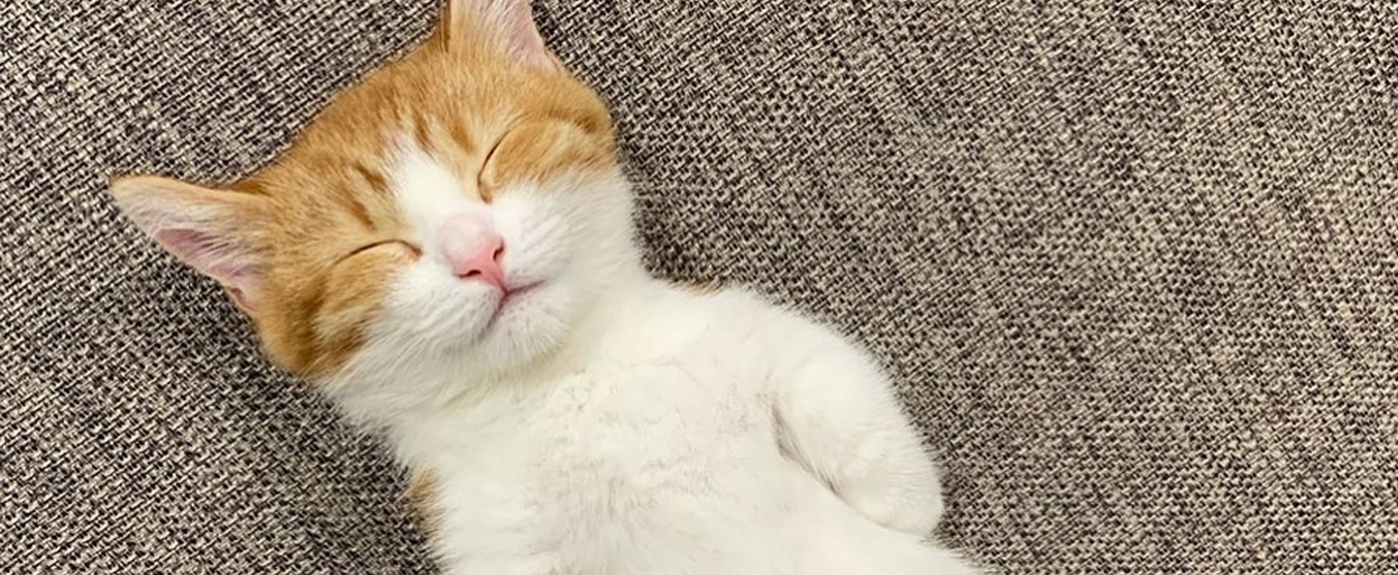 Cute Photos Of Cat Who Sleeps On His Back Popsugar Pets