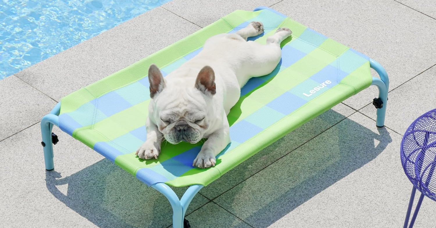 9 Elevated Dog Beds to Help Your Pup Beat the Summer Heat