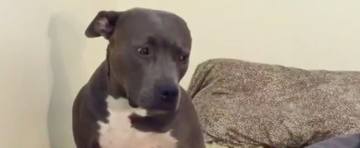 Dog Listening to Adele