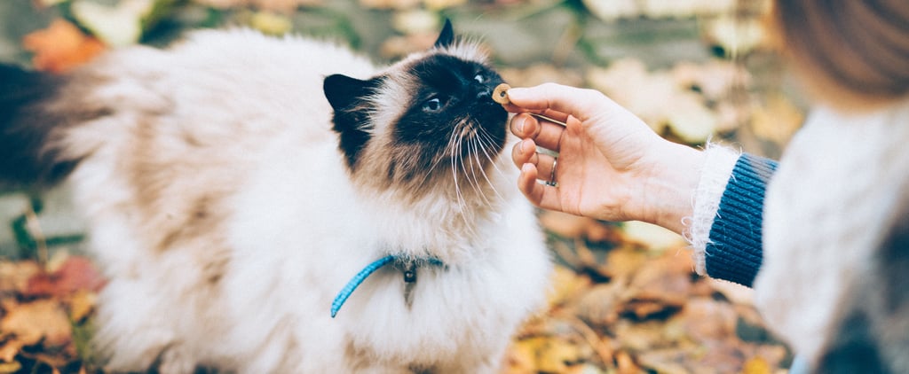 Meow! Trader Joe's Is Releasing an Advent Calendar For Cats This Holiday Season