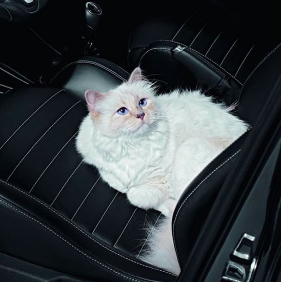Choupette the Cat's Beauty Secrets