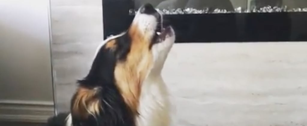 Dog That Howls Along to "Old Town Road"