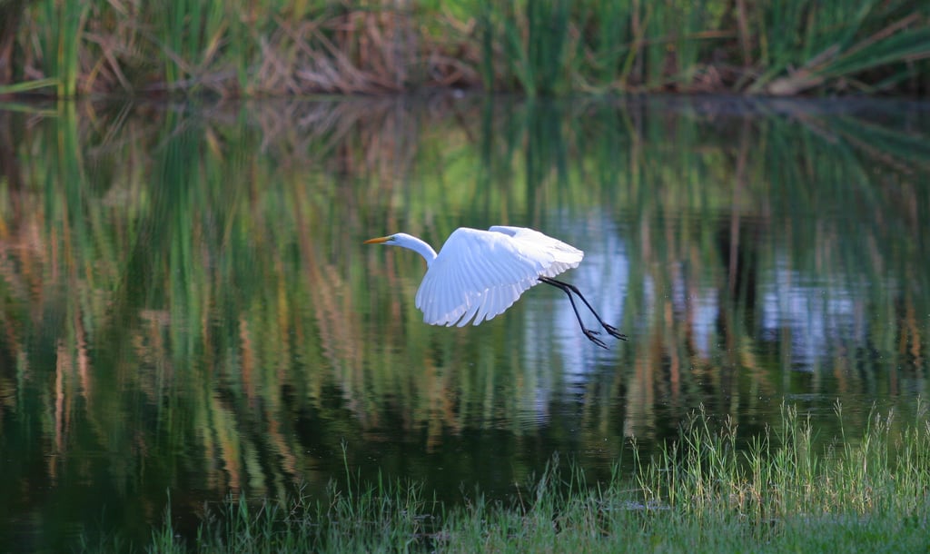 Birds have hollow bones, which help them fly. And they are thought to have evolved from the theropod dinosaurs. 
Source: Flickr user minds-eye