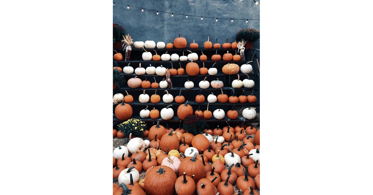 Pumpkin Patch iPhone Wallpaper | Best iOS 14 Wallpaper ...