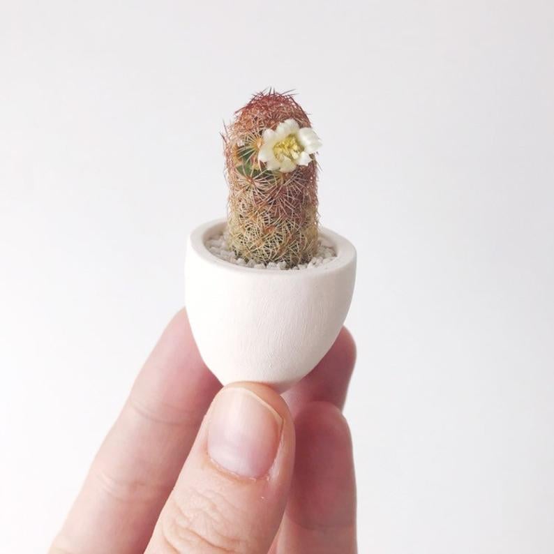 Mini Cactus and Mini Handmade Ceramic Planter