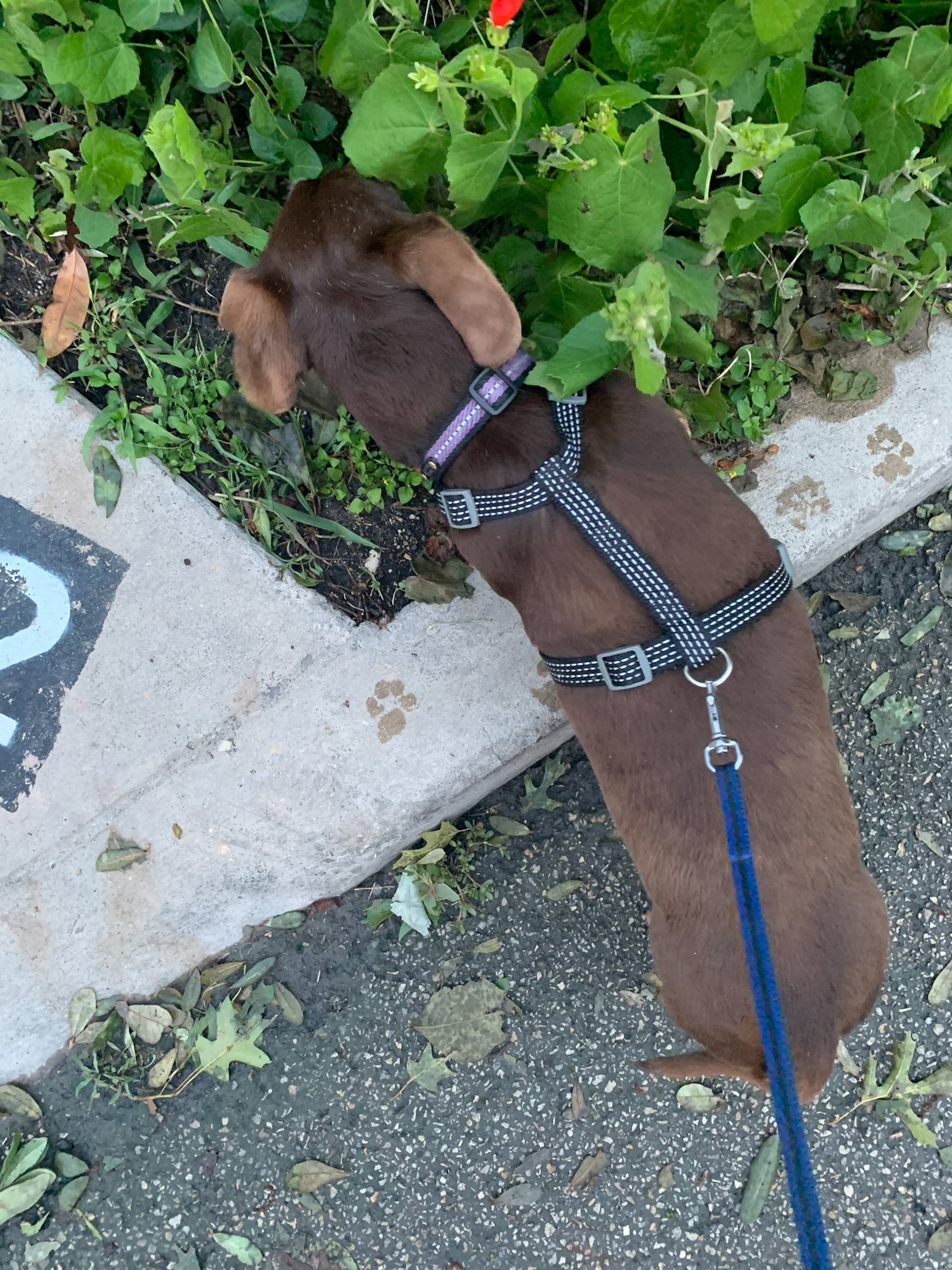 How Walking My Dog During COVID19 Changed My Perspective POPSUGAR Pets