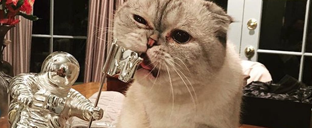 Taylor Swift Talking About Her Cats on Instagram