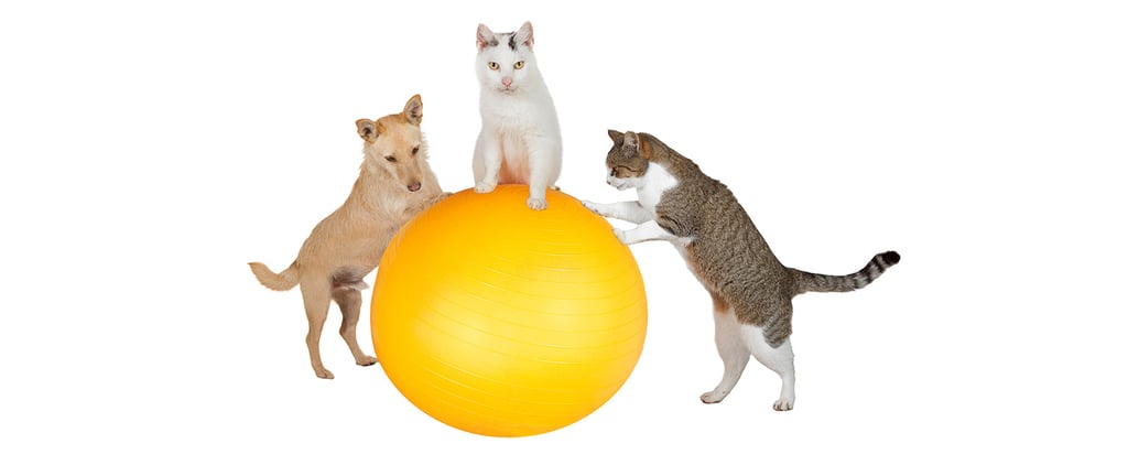 Animal Exercise GIFs