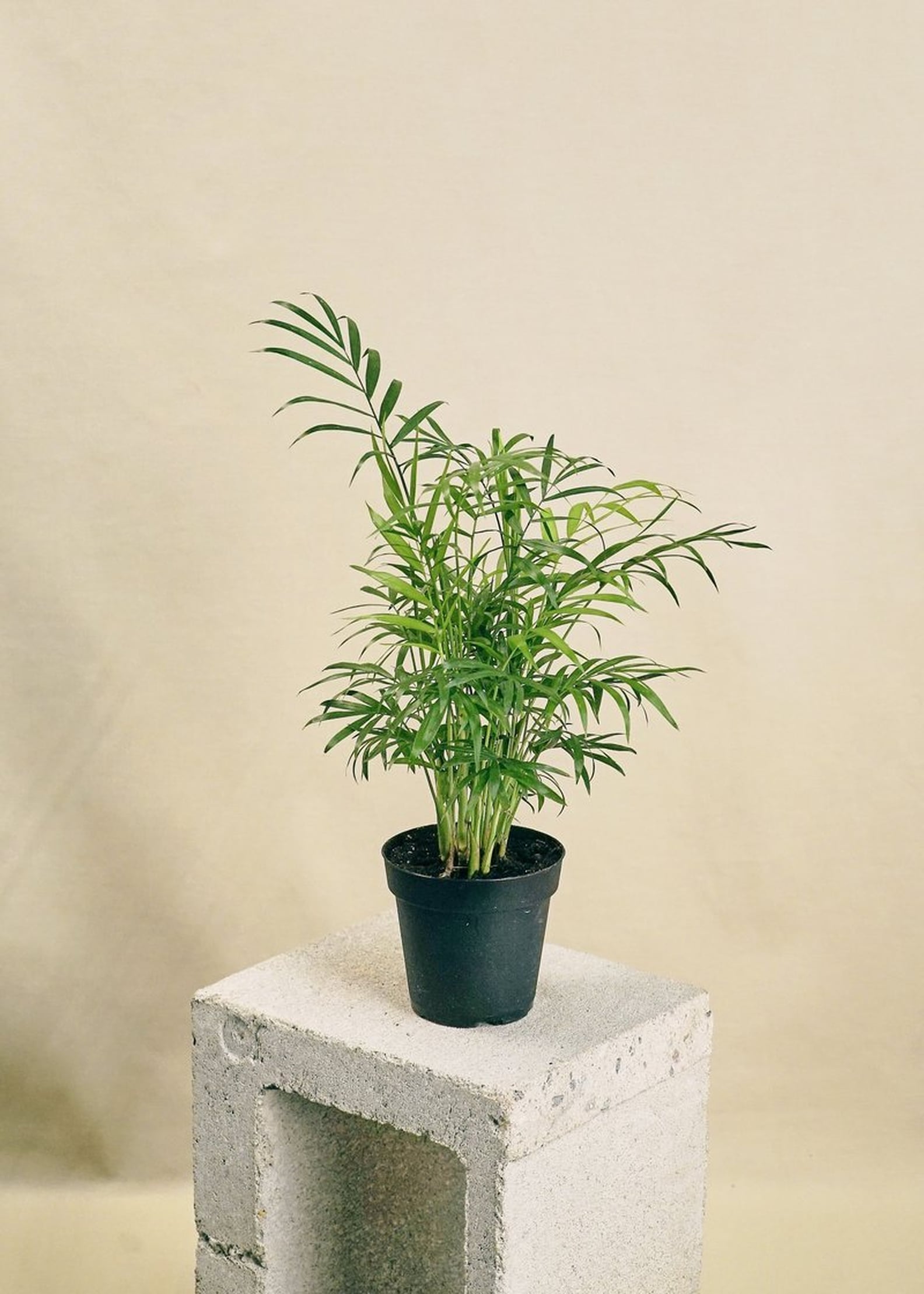 Best Indoor Plants For Dorms POPSUGAR Home