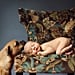 Adorable Newborn and Pet Photos