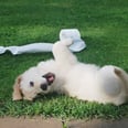 These Adorable Puppy TikToks Are Basically Free Therapy
