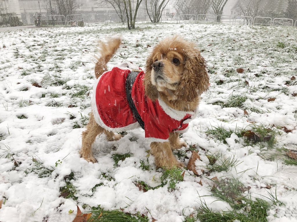 Cute Photos of Dogs in the Winter